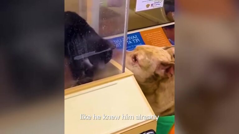 Colorado Dog Looked Through A Pet Store Window At A Tiny Kitten, And His Family Faced An Unexpected Choice