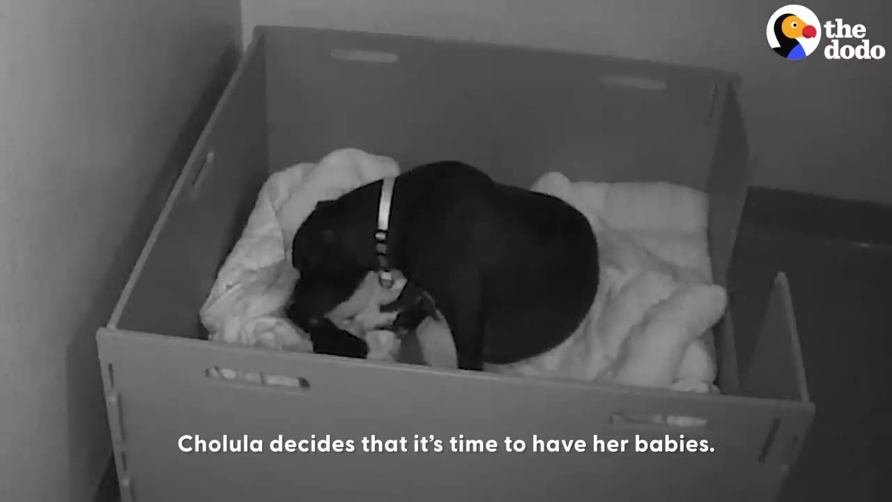 A black dog resting inside a whelping box on white blankets in a kennel setting.