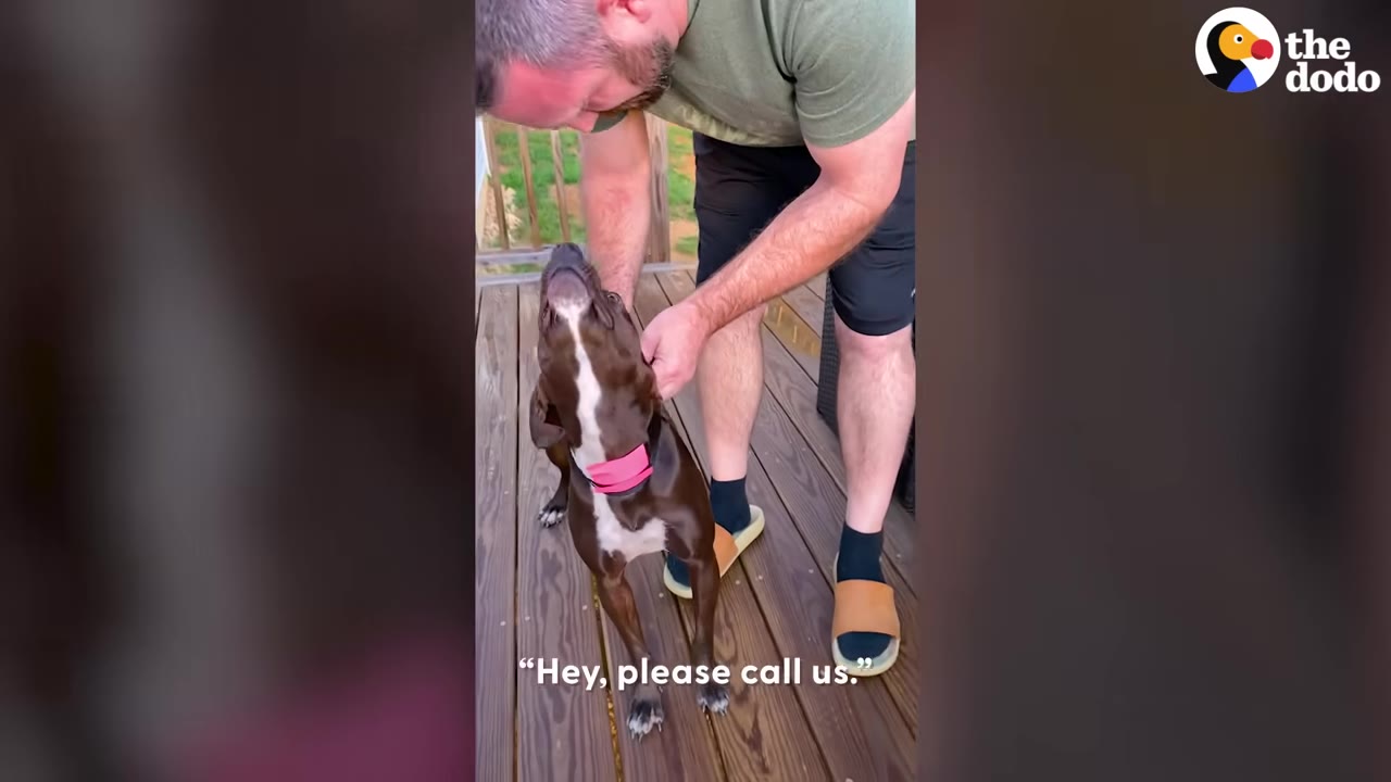 A man in a green shirt and black shorts bends down on a wooden deck to look at a brown and white dog wearing a pink collar, with the text 'Hey, please call us' displayed at the bottom.