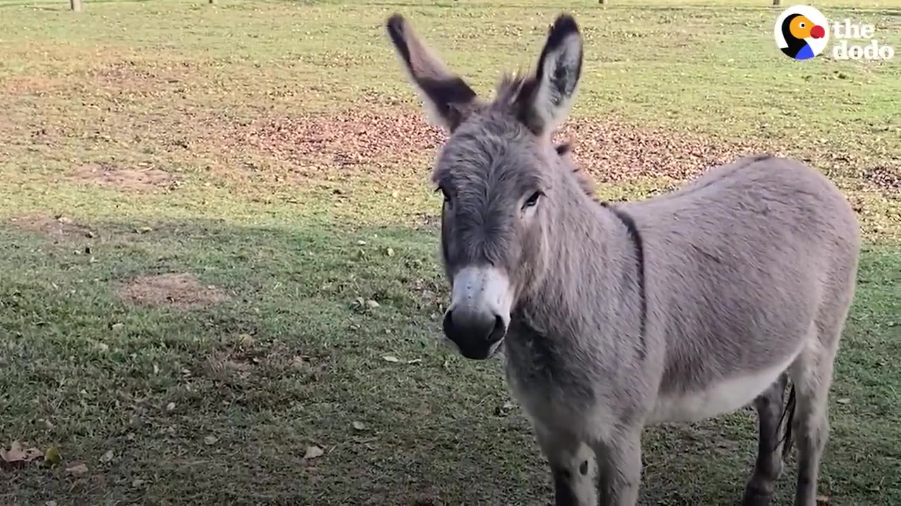 A close-up shot of Wendell, a grey miniature donkey with long ears, standing in a grassy pasture.