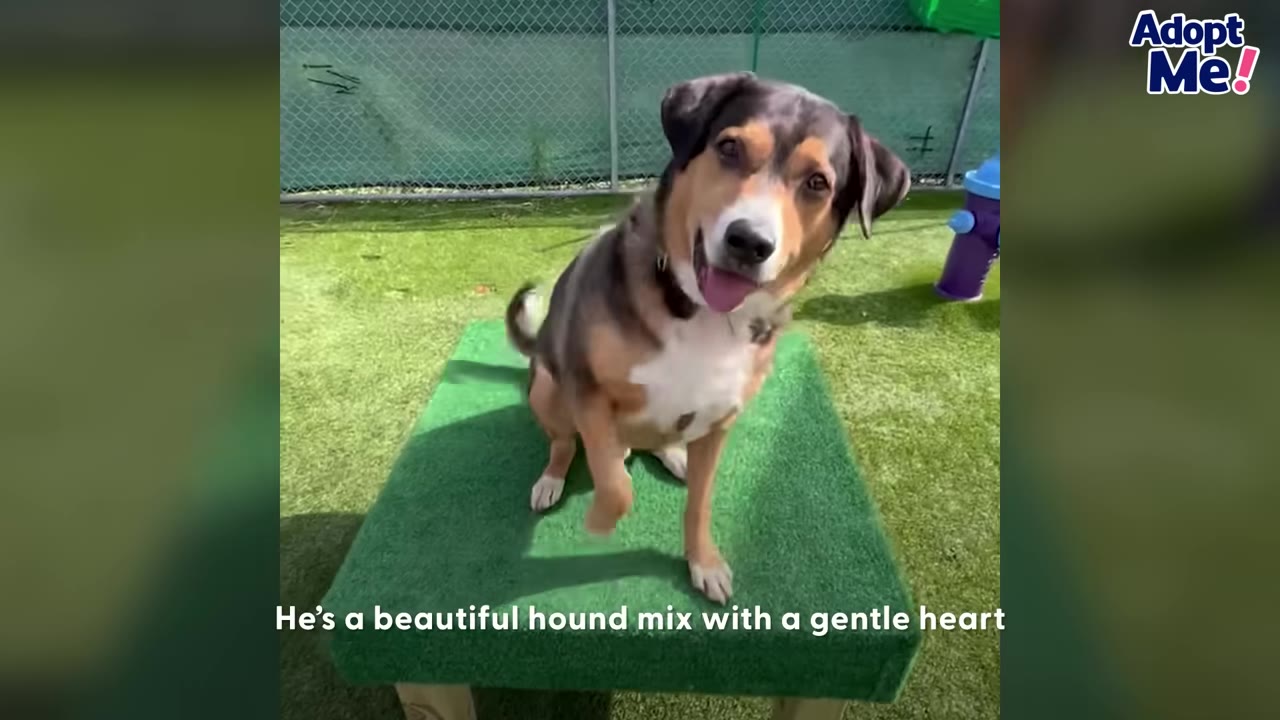 A tricolor hound mix dog sitting on a green platform outdoors and raising its paw.