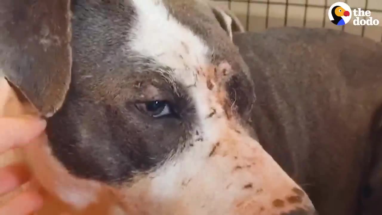 A close-up of a grey and white dog with a sad expression, huddled inside a wire crate while a hand gently touches its neck.