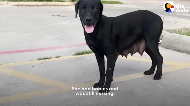 Texas Rescuer Spots A Mama Dog Dodging Traffic And Uncovers Her Hidden Secret