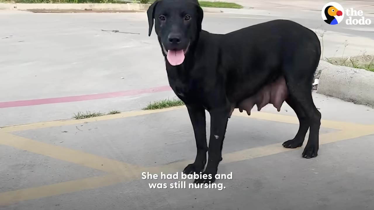 A black mother dog with visible nursing teats standing on concrete looking toward the camera.