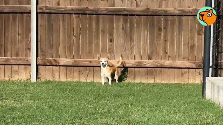 Oklahoma Couple Swore Off Getting Another Dog, But One Little Visitor Kept Sneaking Into Their Yard