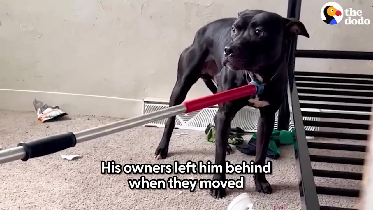 A black pit bull standing inside a room with a catch pole positioned around its neck area.