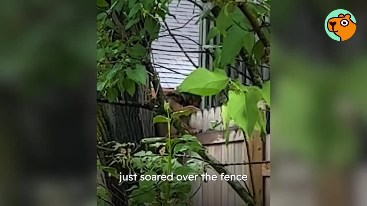 A dog climbing over a wooden backyard fence viewed through tree branches.