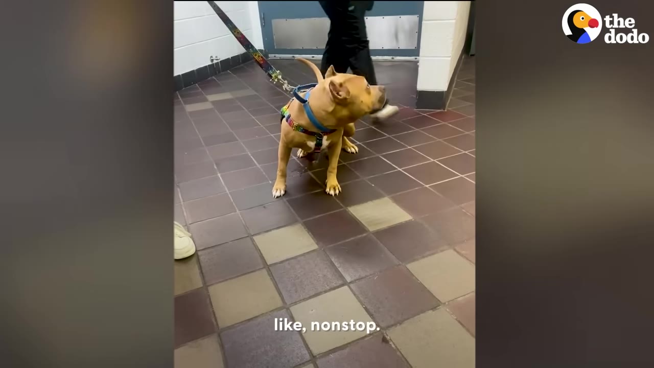 A tan dog wearing a blue harness and colorful leash stands nervously on tiled floor inside a shelter hallway.