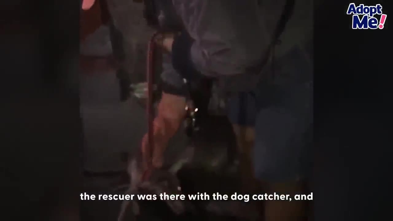 A rescuer in dark clothing holds a leash or capture pole at night to secure a dog during a rescue mission.