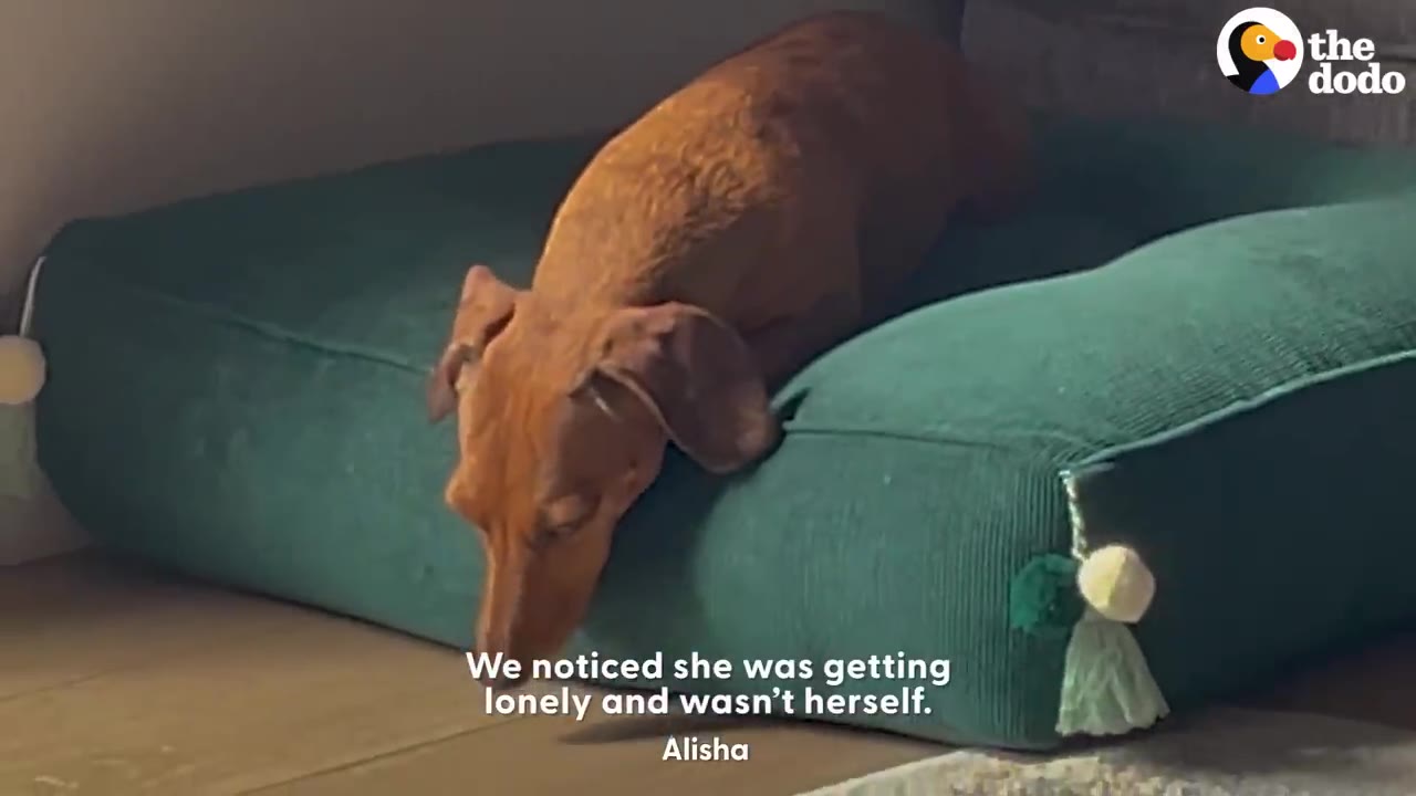 A brown dachshund lying alone on a large green cushion inside a home.