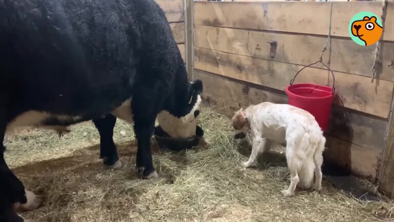 New Jersey Cow Kept Hiding In His Stall Until A Persistent Little Dog Found A Way To Reach Him