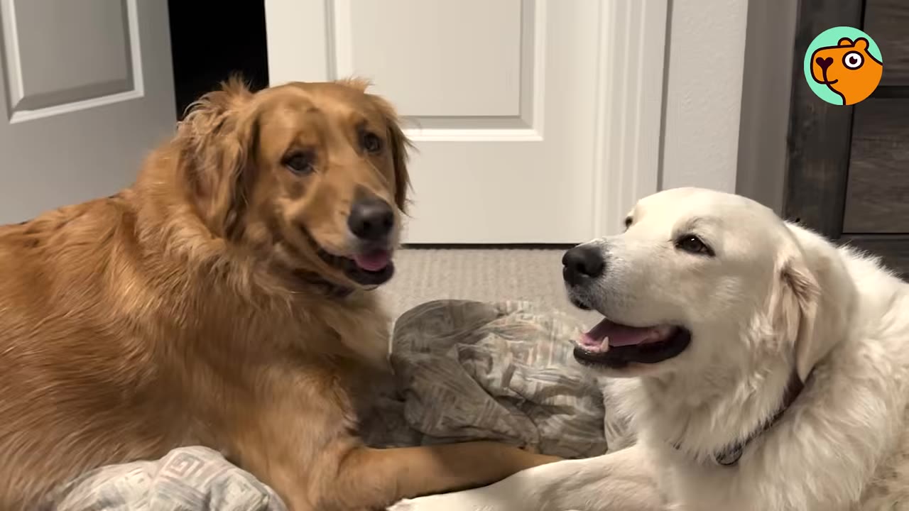 A golden retriever and a white dog lying next to each other on the floor inside a home.
