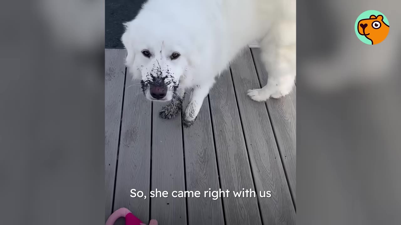 A large white fluffy dog with mud splattered across its snout standing on a gray wooden deck.