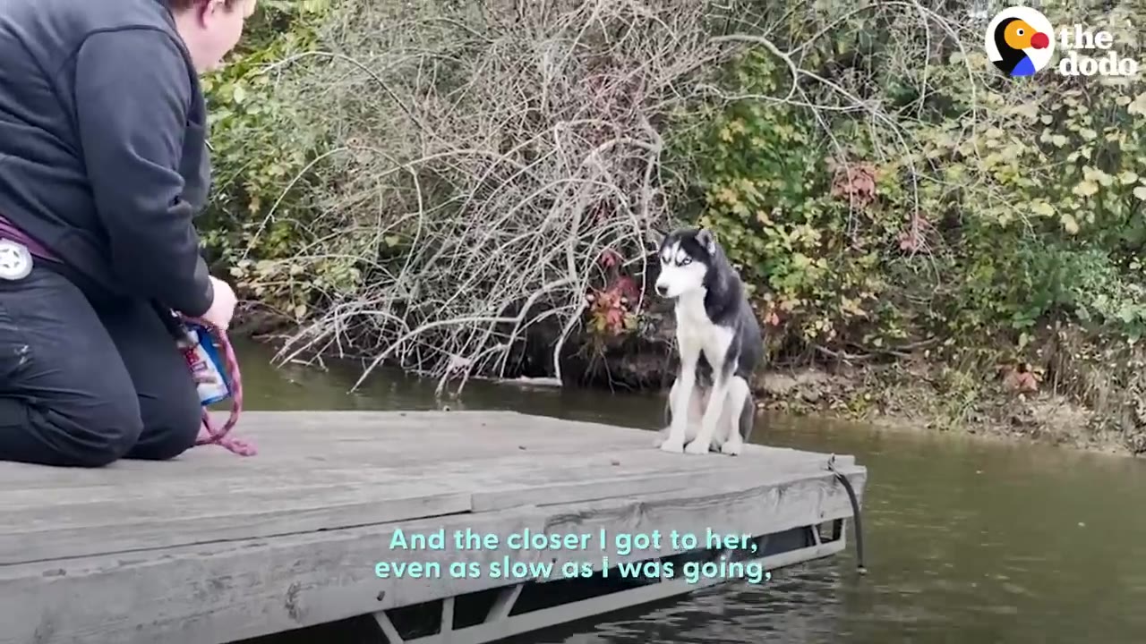 A husky sits anxiously at the edge of a wooden dock over water while a person kneels nearby on the dock.