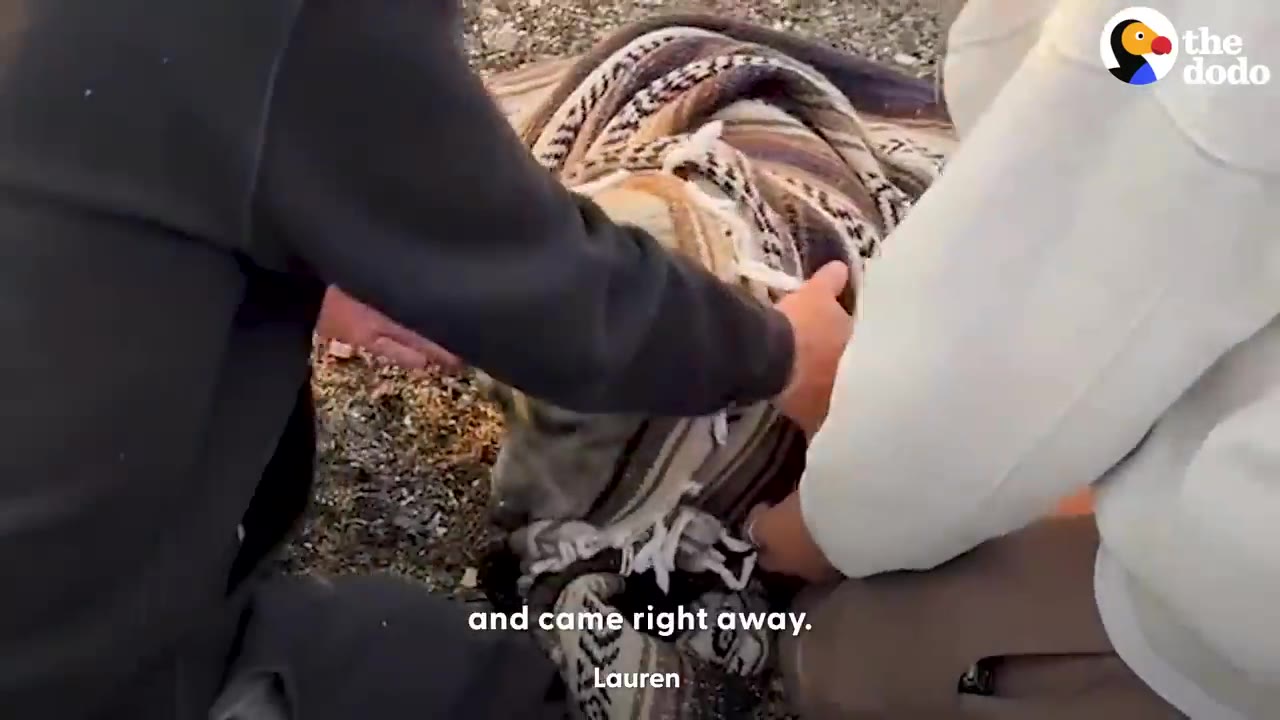 Multiple people surrounding and gently placing a patterned blanket around a dog lying on the ground.