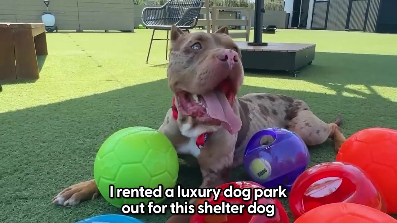 A brown and white spotted dog lies on green turf at a dog park, surrounded by colorful toy balls, with its tongue hanging out happily.