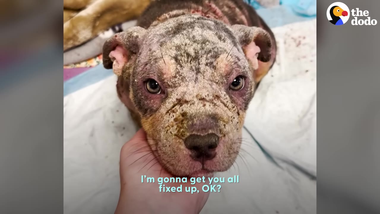 A close-up of a small puppy with severe skin crusting looking directly into the camera while a person gently cradles its chin.
