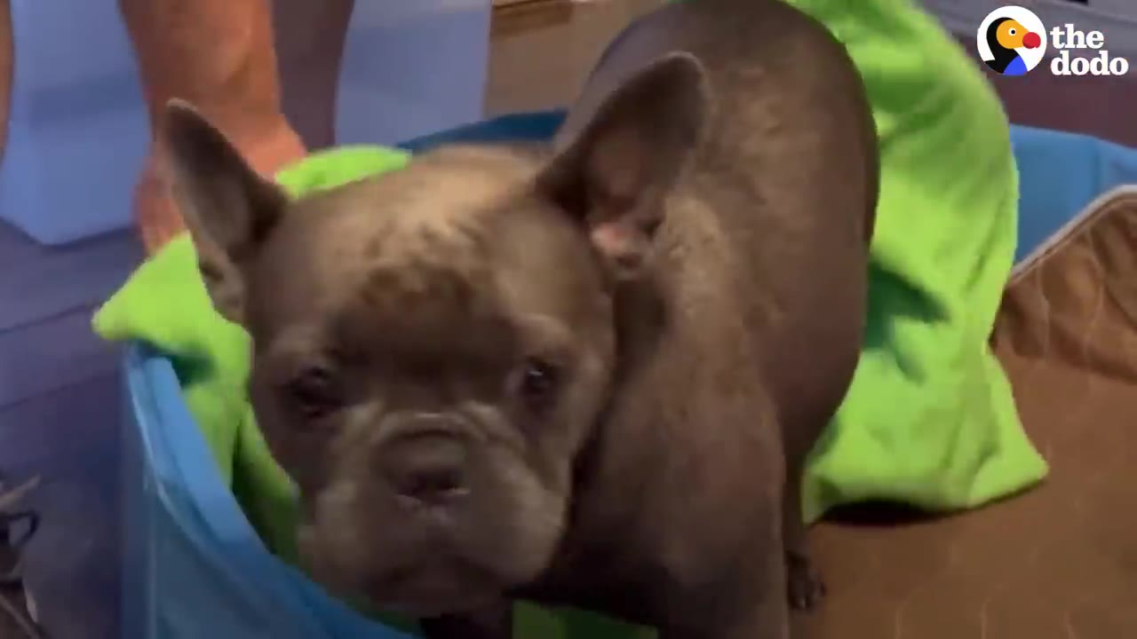 A brown French bulldog standing inside a blue tub lined with a green towel and looking closely at the camera.
