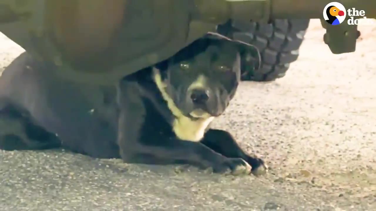 A black and white dog lying under the undercarriage of a truck, looking directly at the camera.