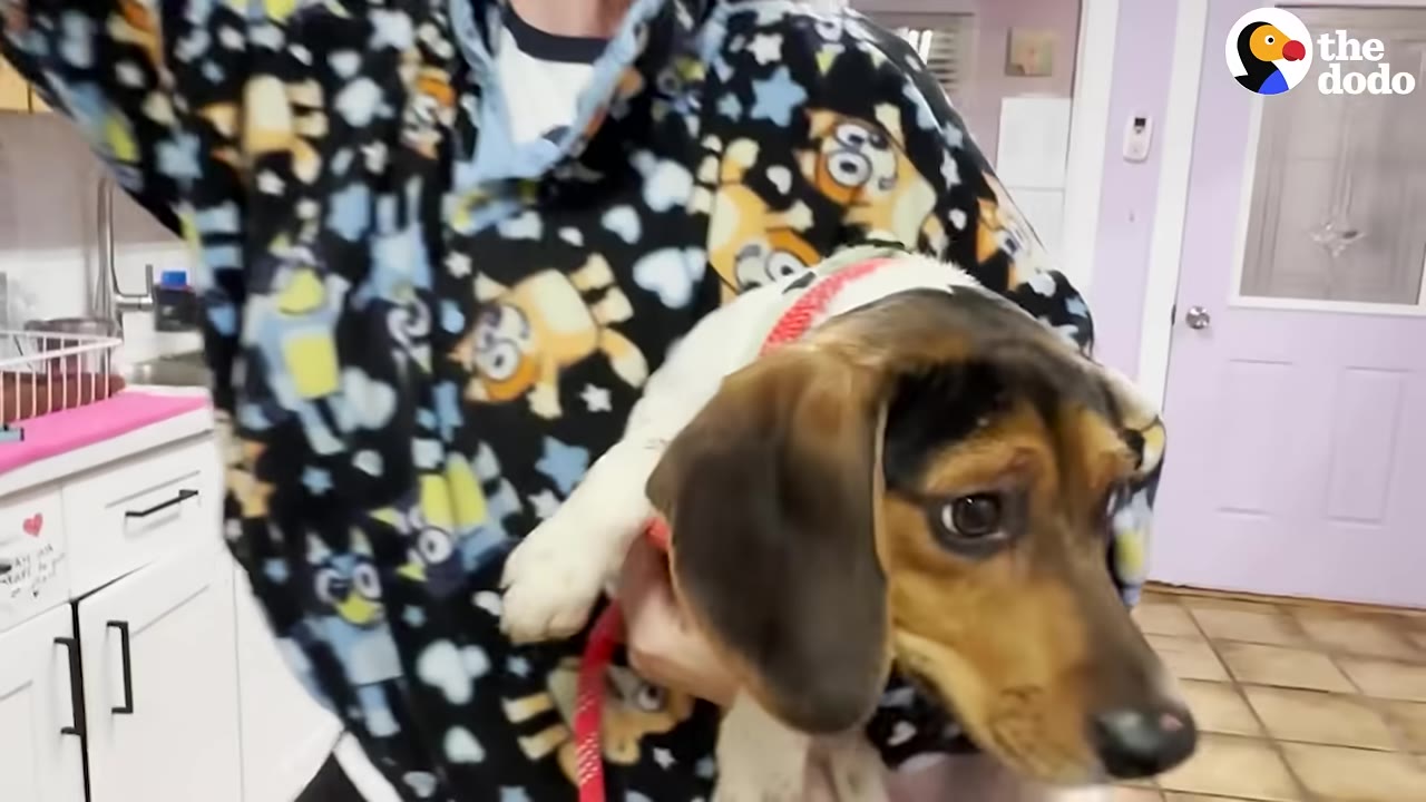 A close-up of a brown, black, and white beagle-mix dog being held in the arms of a person wearing a patterned fleece jacket.