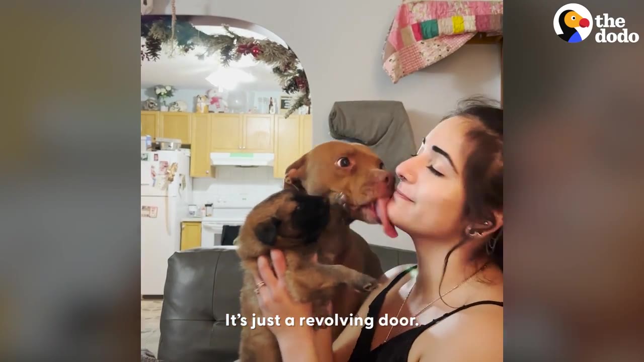 A woman holds a small brown puppy while a brown pit bull licks her chin inside her home.