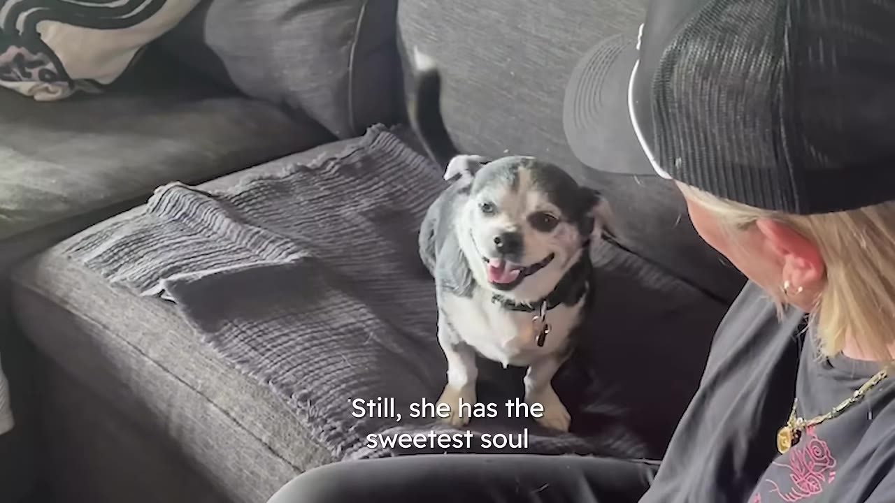 A small black and white dog with a happy expression stands on a grey couch next to a person wearing a black cap.