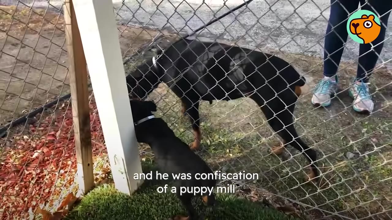 A black and tan Doberman dog and a puppy standing next to a chain-link fence outdoors.