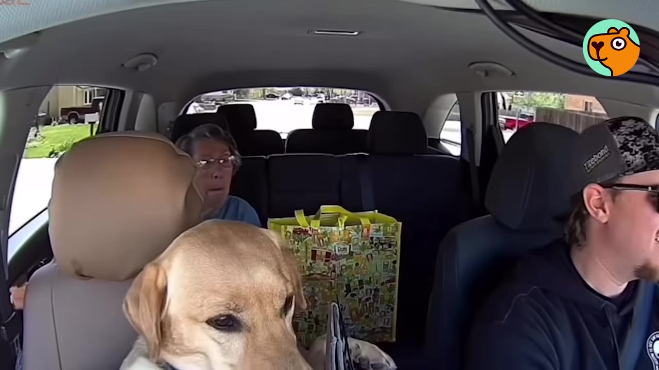A yellow Labrador retriever sits in the center console area of a car between the driver and a passenger in the back seat.