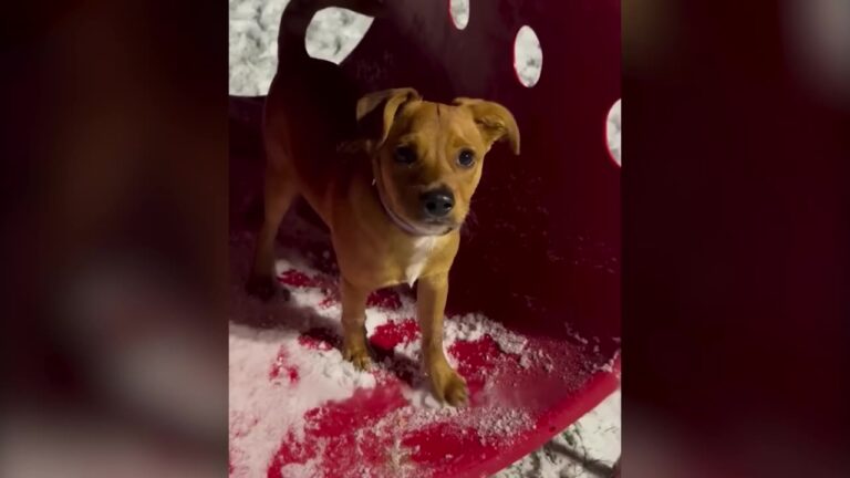 Texas Woman Brings Home A Rescue Dog So Frightened She Has To Teach Him That Stuffed Animals Won’t Hurt Him