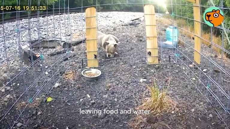 North Carolina Rescuer Spent Weeks Trying To Catch A Dog By The Tracks, Until A Neighbor Made One Crucial Phone Call
