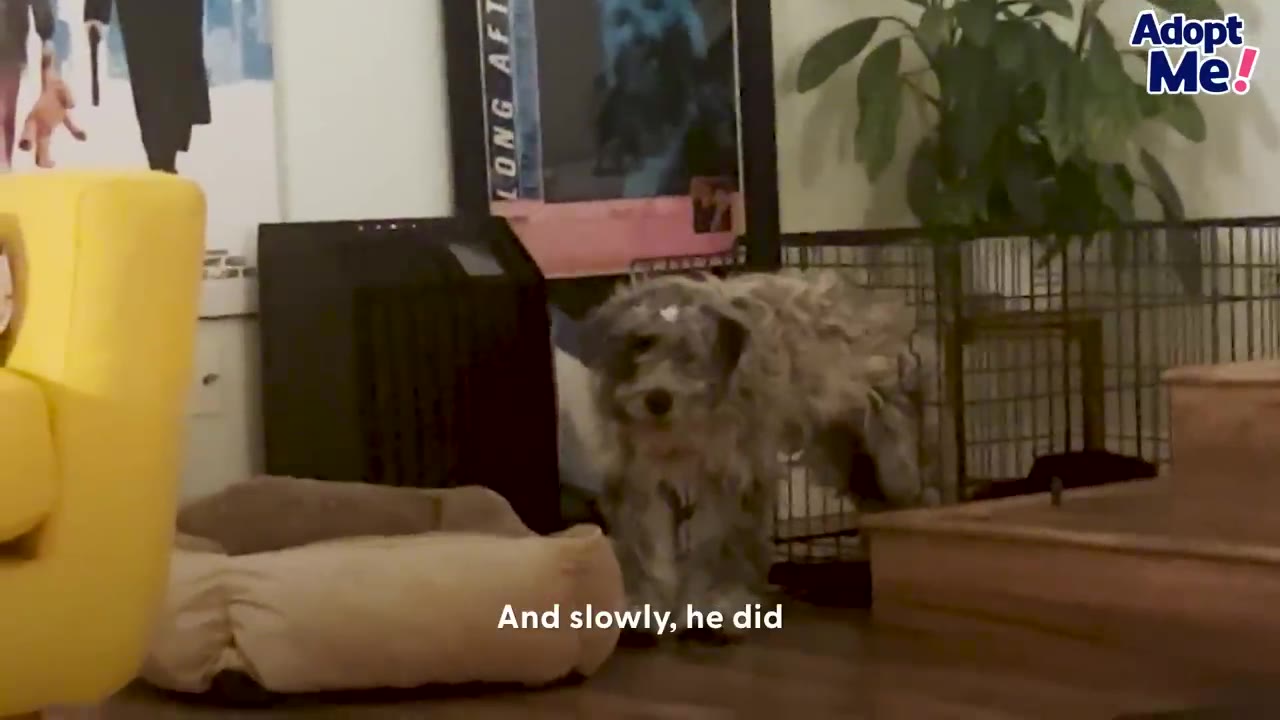 A scruffy grey dog stands cautiously near its dog bed and wire crate in the corner of a living room.