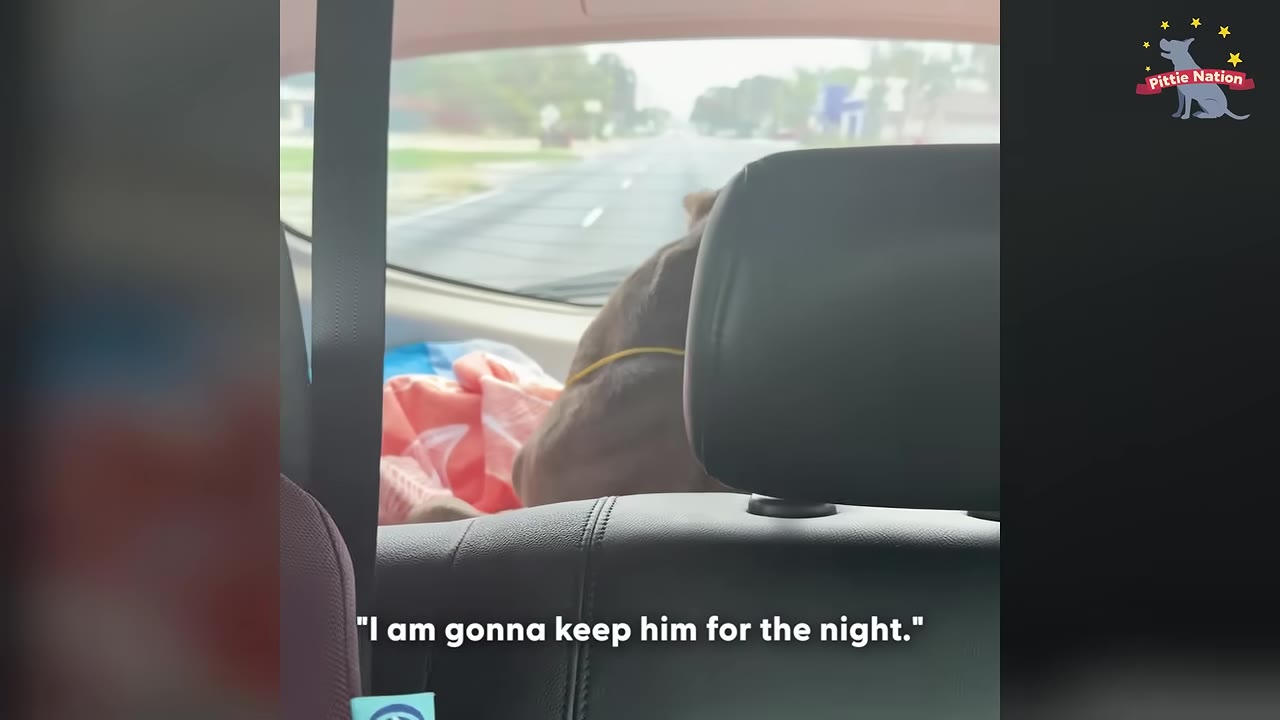 A brown dog sits in the back of a vehicle, looking forward through the windshield at the road ahead, with a colorful blanket nearby.