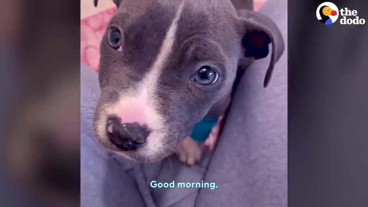 A close-up portrait of a grey and white puppy looking up attentively while resting against a person.