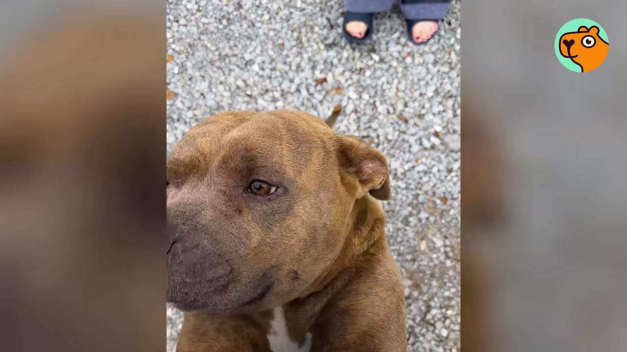 A brown pit bull looks up toward the camera while standing outdoors on gravel.