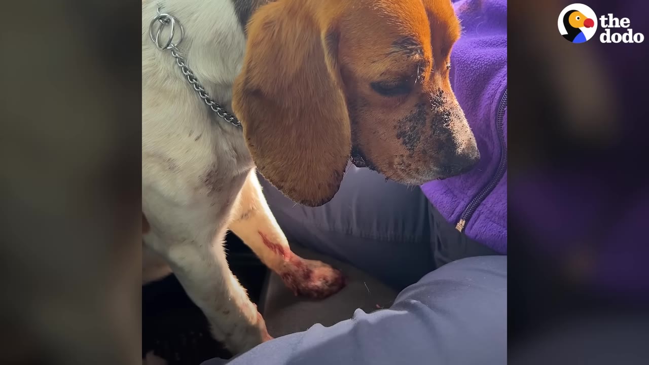 A close-up of a beagle sitting in a car, showing a bloody injury on its front leg and dirt on its face.