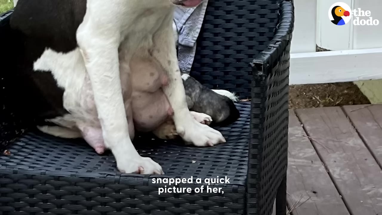 A close-up shot of a black and white dog sitting on a black wicker chair, with a tiny newborn puppy visible behind her leg.