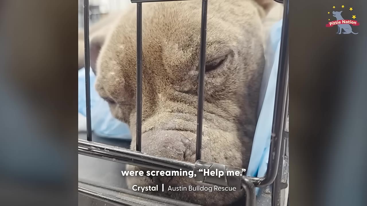A close-up of a sad, weak-looking brown dog resting its head inside a wire crate.