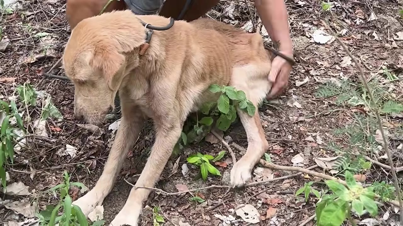 A rescuer gently placing a hand on a thin, light-brown dog crouched in the brush outdoor.