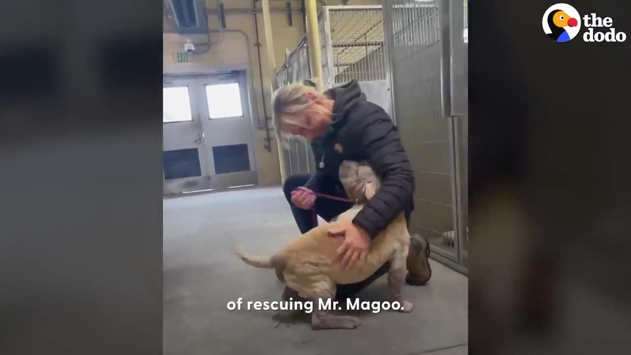 A woman kneeling in a shelter hallway, gently petting and hugging a small, wrinkly tan dog.