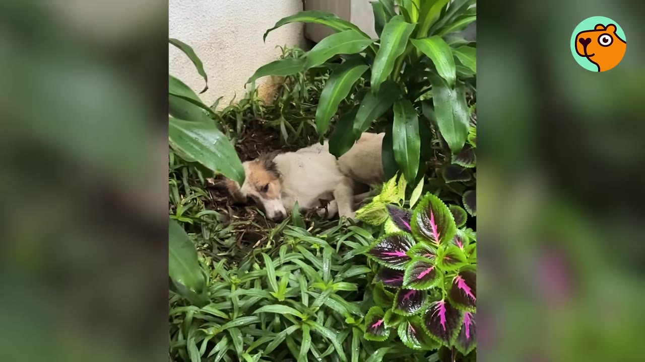 A small white and brown dog curled up resting among thick green plants in a garden bed.