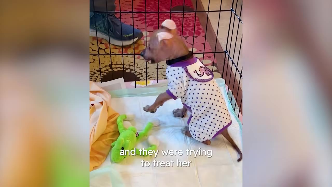 A small, hairless puppy wearing a polka-dot onesie stands inside a wire playpen near a green plush toy.