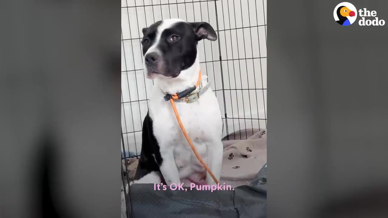 A black-and-white pit bull mix wearing a collar and leash sits inside a wire playpen crate.