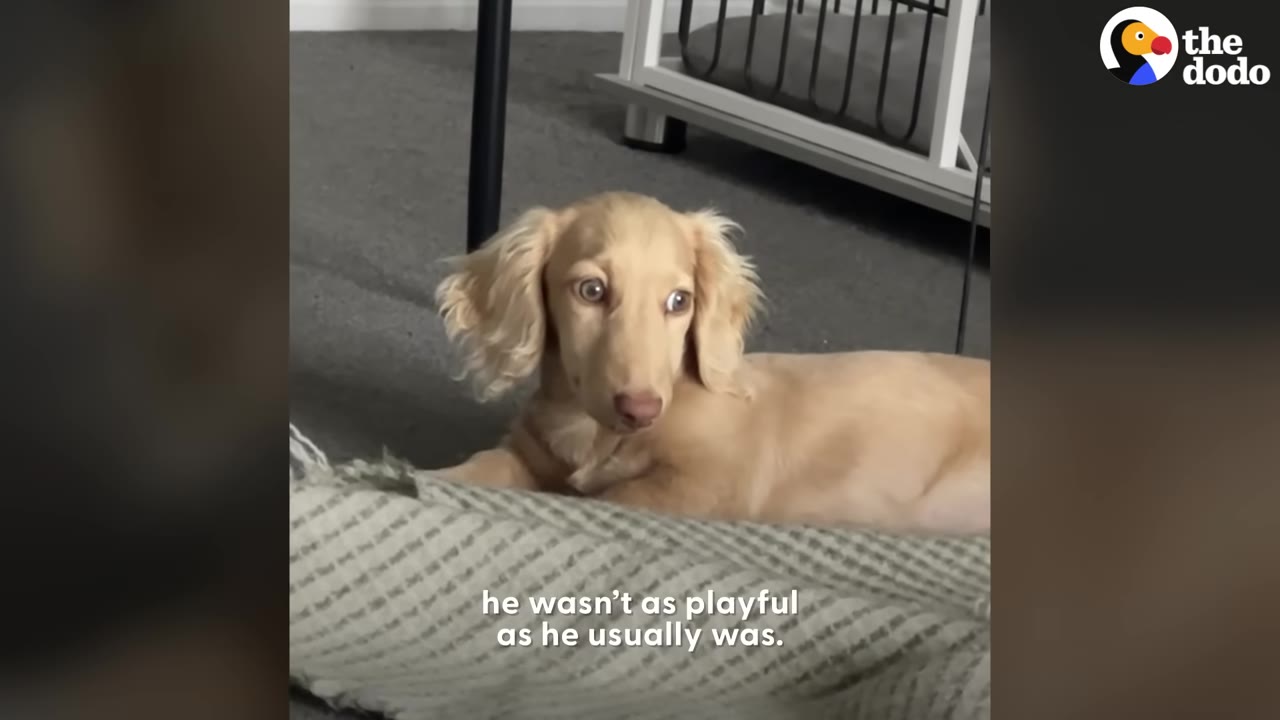 A cream-colored long-haired dachshund lying on a grey rug looking wide-eyed and worried.