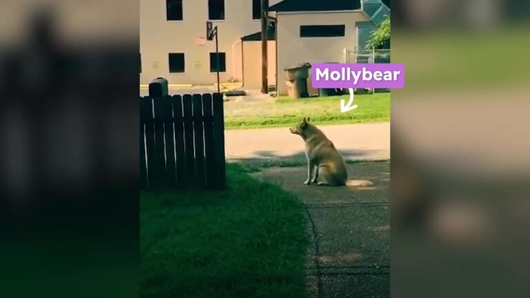 New York Dog Kept Returning To The Same Vacant Lot Until Construction Threatened The Only Home She Knew