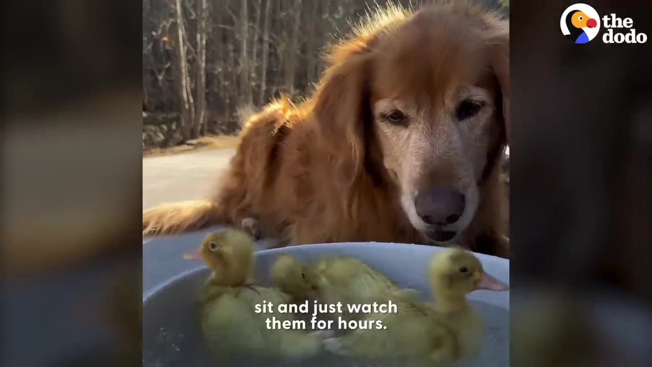 A golden retriever lies down and watches three yellow ducklings swimming in a white bowl.