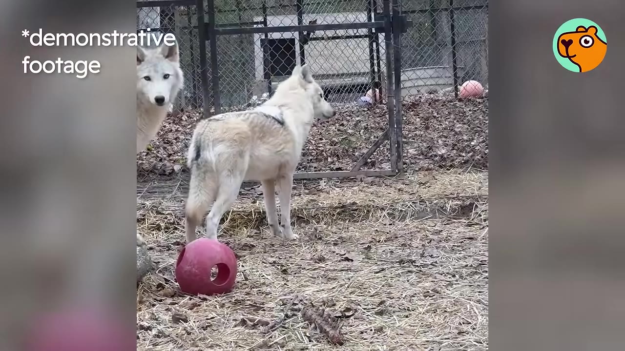 Two white wolves standing in an outdoor sanctuary enclosure with straw on the ground.