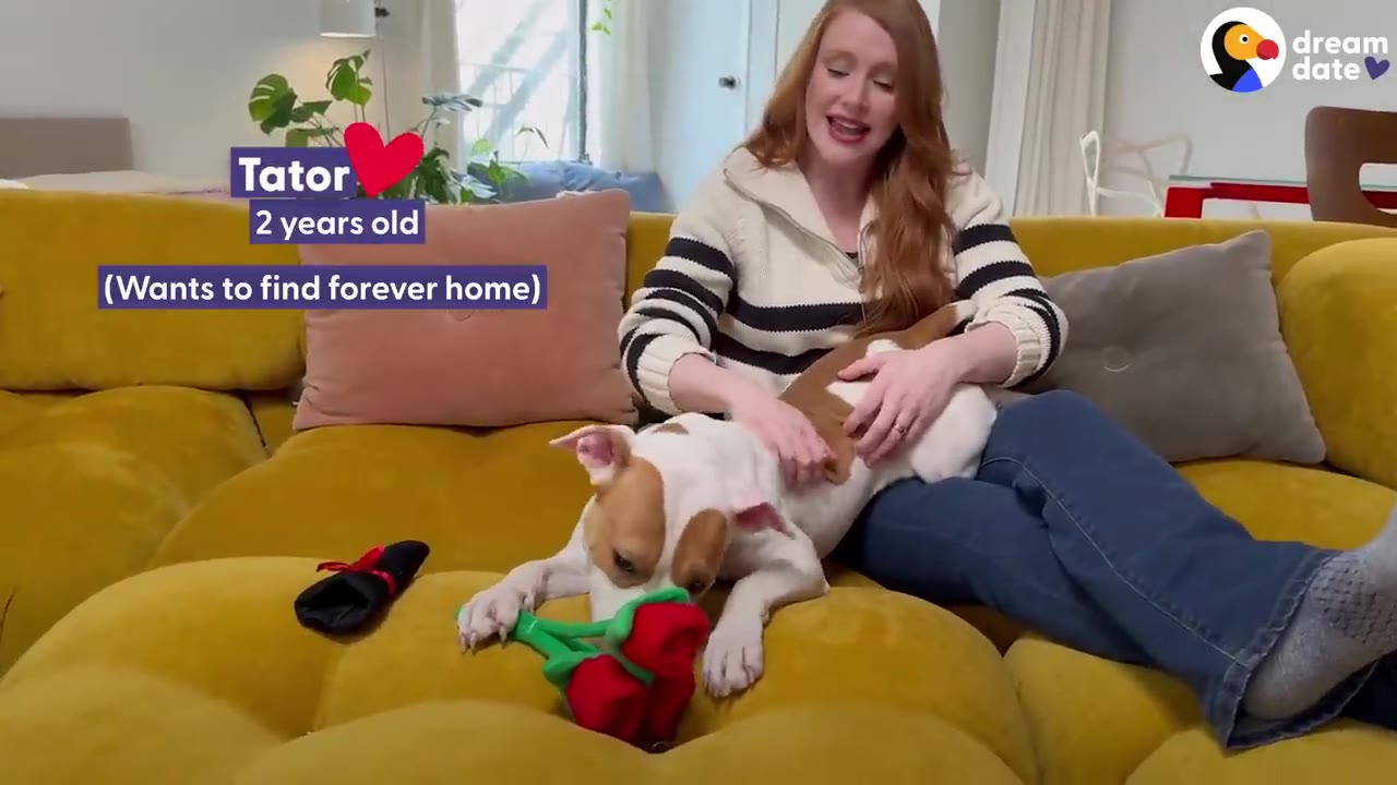 A woman with long red hair sits on a yellow couch, smiling as she pets a white and brown dog lying next to her.