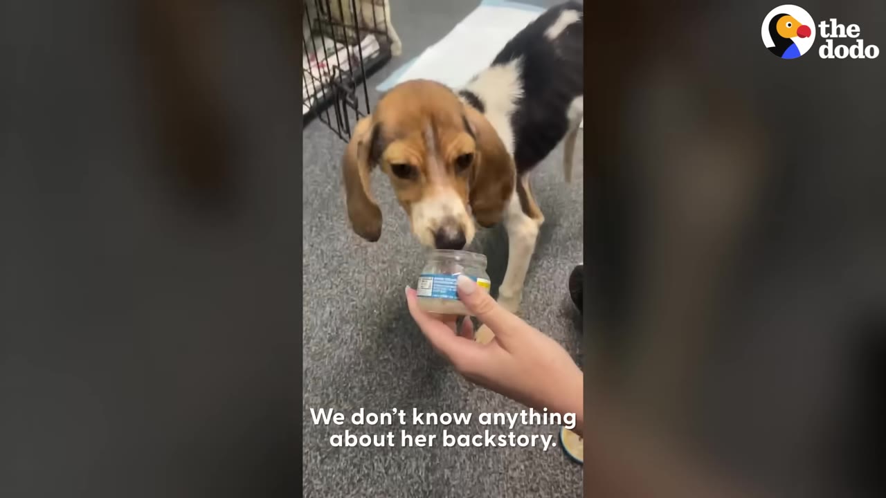 A small beagle puppy licks food from a small glass jar held by a person.