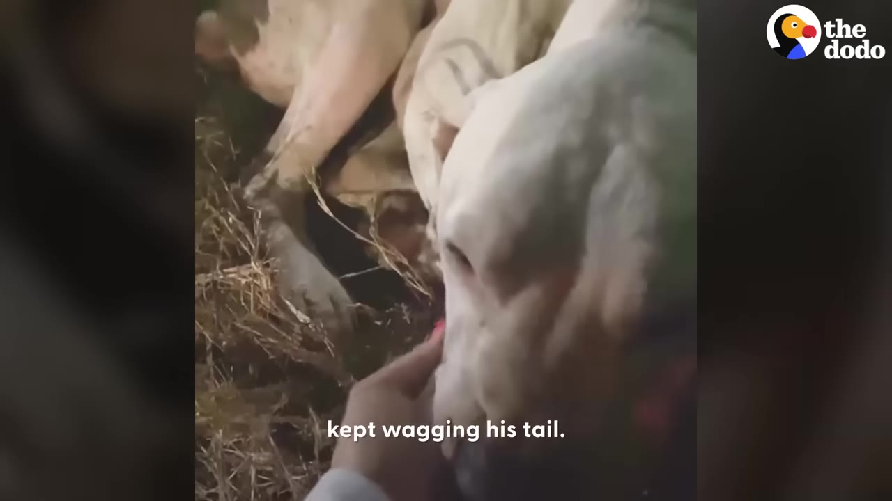 A light-colored dog lies frozen in dry brush while a person gently pets its chin, with the caption 'kept wagging his tail' visible.
