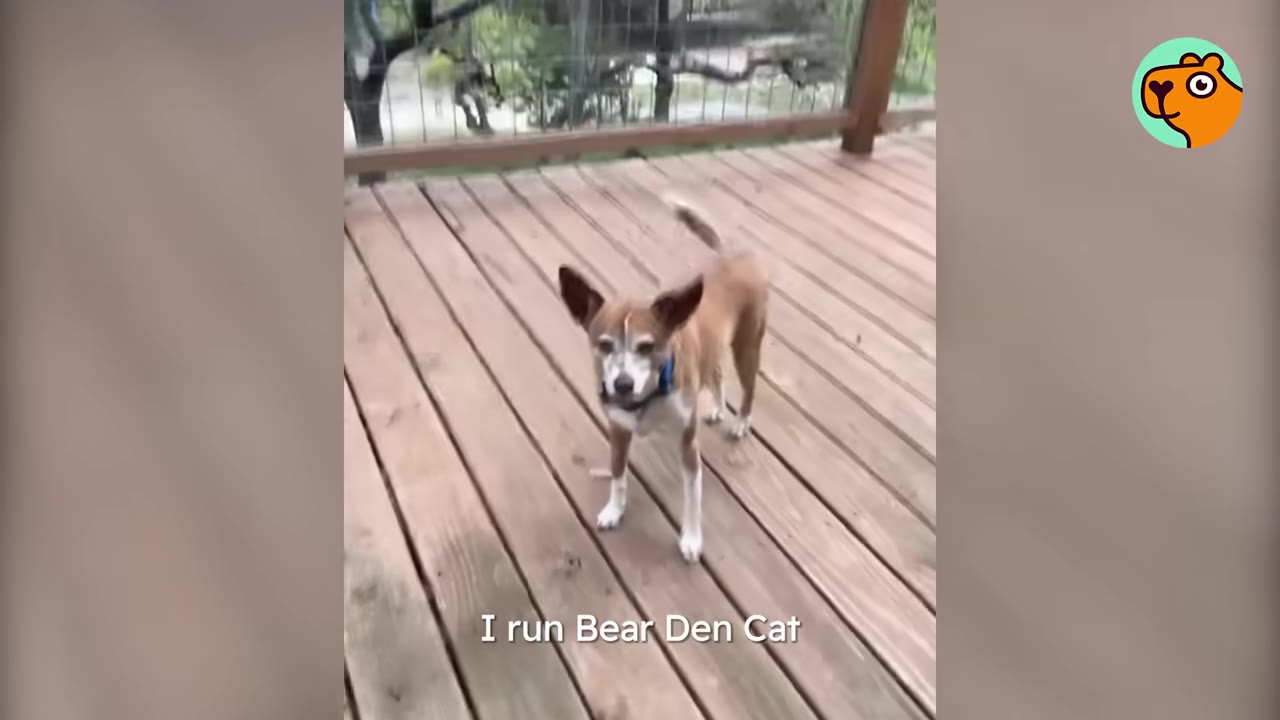 A small brown and white dog with a blue collar standing on a wooden deck looking forward.
